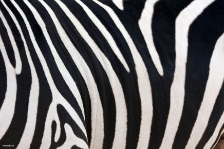  Zebra striber af Ulla Holt
